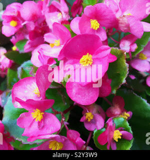 Bunte rosa Begonia Blüten mit leuchtend gelben Zentren in voller Blüte. Die Gattung Begonia enthält mehr als 1800 verschiedene Pflanzenarten. Stockfoto