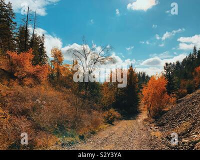 Schmutz der Straße Weg in die Ferne, die in einem Wald, wo immergrüne Bäume Mix mit Bäumen mit wechselnden bunten Blätter an einem sonnigen Herbsttag. Stockfoto