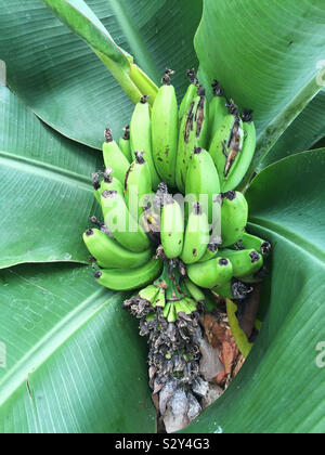 Ein Cluster von grünen Bananen wachsen auf einer Bananenstaude. Der Baum ist eine tropische Pflanze und kann im Innen- und Außenbereich in kälteren Klimazonen in wärmeren Klimazonen angebaut werden. Stockfoto