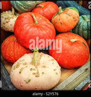 Bündel Kürbisse sind für den Verkauf in der Abschnitt Erstellen eines Farmers Market. Eine Vielzahl an Farben und Arten sind auf dem Display. Stockfoto