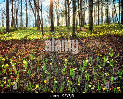 Die Morgensonne scheint durch die Bäume auf einem Hügel, wo Narzisse Blumen in Blüte stehen und natürlich wächst. Stockfoto