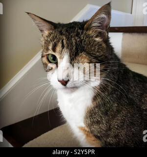 Enukleation ist die chirurgische Entfernung des Auges. Das Auge dieser Katze ist geheilt und das Fell ist darüber gewachsen. Stockfoto