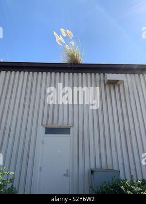 Gedeihen, wo sie gepflanzt werden! Gebürtige Gräser wachsen auf dem Dach eines Industriegebäudes. Stockfoto