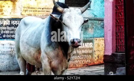 Süße gehörnten Fella täglich Roaming durch Varanasi und glauben Sie es oder nicht holte mich einmal ziemlich verdammt hart, nicht für ein paar Tage sitzen konnte. Ein Freund, der mir von mir Wegdrücken gespeichert. Stockfoto