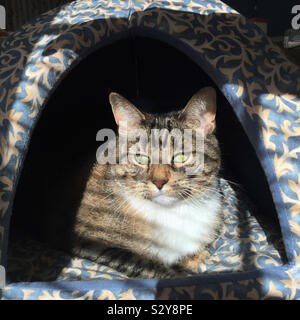 Ein Kurzhaar tabby Katze ist Entspannung in einem kitty Bett und genießen Sie die warmen hellen Sonnenlicht, das durch die Fenster in der Nähe. Stockfoto