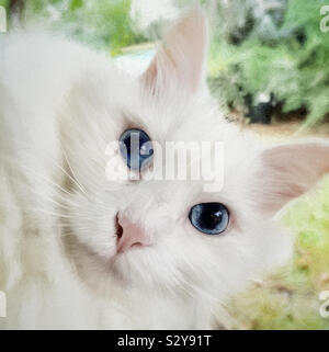 Eine weibliche Langhaarige weiße Katze mit hellen blauen Augen in die Kamera schaut. Dieses Bild hat eine malerische Wirkung. Stockfoto