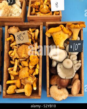 Hat Pilz bei der Bauernmarkt in Tacoma, WA Stockfoto