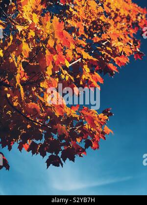 Rote, orange und gelbe Blätter eines Herbst Baum gegen den blauen Himmel Hintergrund Stockfoto
