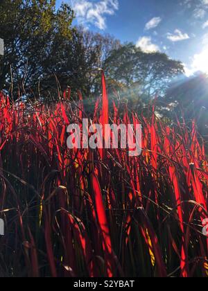 Imperata Cylindrica Rubra Stockfoto