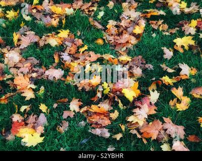 Herbstliche Blätter liegen auf einem Rasen von grünem Gras. Herbst (oder sinken) ist in vollem Gange, aber der Winter ist auf dem Weg! Foto © COLIN HOSKINS. Stockfoto