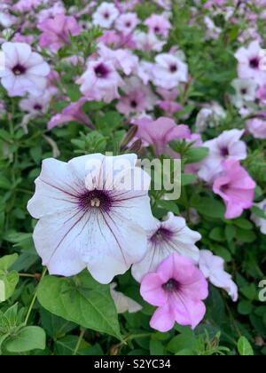 Ziemlich violett Petunie wächst in einem Feld Stockfoto