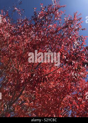 Herbstlaub Stockfoto