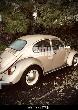 1968 Volkswagen Käfer Oldtimer unter herbstlichen Bäume in Dublin, Irland geparkt. Stockfoto