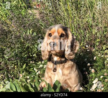 Cocker Spaniel sitzen in der warmen Sonne im Blumenbeet. Stockfoto