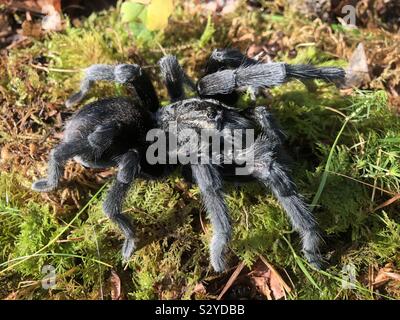 Brasilianischen schwarz Vogelspinnen männlich (Grammostola Pulchra) Stockfoto