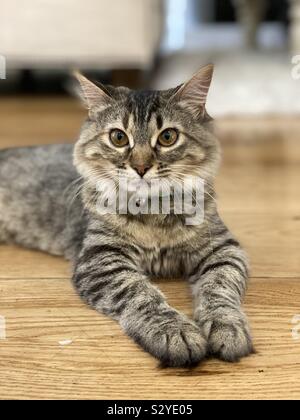 Cute drei Monate altes Kätzchen Stockfoto