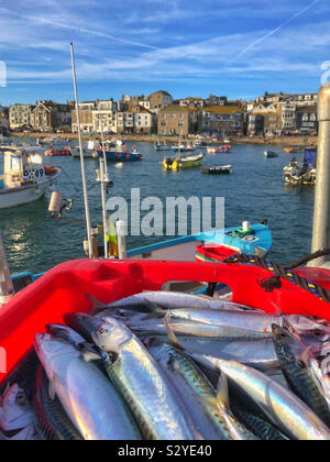 Frisch Makrele am Kai in St Ives, Cornwall, England, Oktober gefangen. Stockfoto