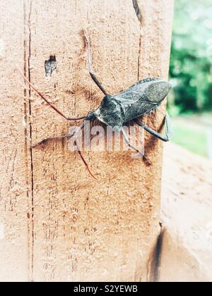 Giant leaf-footed Bug mit fehlenden Bein Stockfoto