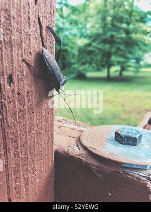 Giant leaf-footed Bug mit fehlenden Bein ruht auf einem Holz Stockfoto