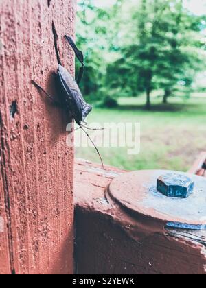 Sommer Blick von Giant Leaf-footed Bug mit einem fehlenden Bein Stockfoto