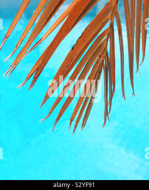 Palm Tree Blätter gegen einen blauen Hintergrund Stockfoto
