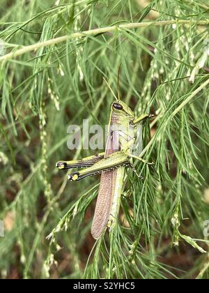 Nahaufnahme eines großen Heuschrecke auf Grüner Baum Stockfoto