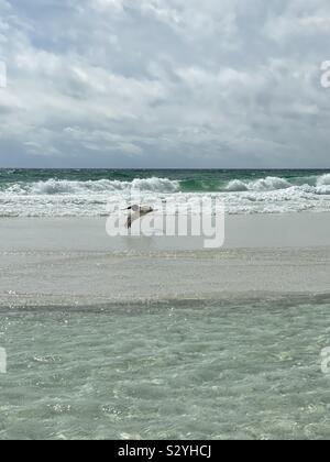 Marine mit einem Pelikan flying low über Meer Wasser Nahaufnahme Stockfoto