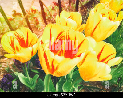 Gelb gefärbte Parrot Tulpen mit roten Streifen in jedem Zentrum im Garten wächst. Dieses Bild hat eine malerische strukturierte Wirkung. Stockfoto
