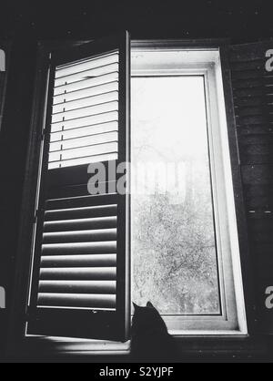 Silhouette der Katze heraus suchen Haus Fenster Stockfoto