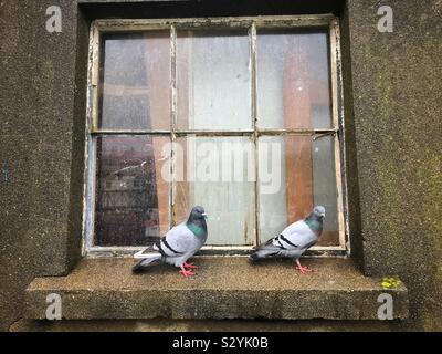 Zwei Tauben auf der Fensterbank Stockfoto