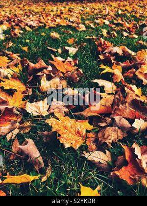 Blätter im Herbst in den Boden Stockfoto