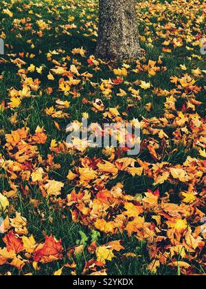 Herbst Blätter auf dem Boden mit einem Baum im Hintergrund Stockfoto