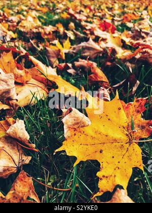 Nahaufnahme des gelben Herbst maple leaf auf dem Boden mit Hunderten von Blätter auf dem Boden im Hintergrund Stockfoto
