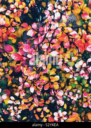Full Frame Ansicht der Japanischen berberitze Bush lässt sich verändernden Farben im Herbst Stockfoto