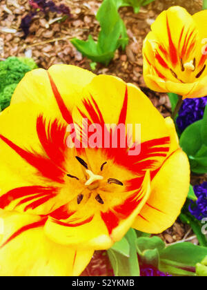 Äußerste Nahaufnahme von gelb gefärbten Papageientulpen, die rote Streifen in jedem Zentrum haben, das in einem Garten wächst. Malerischer Struktureffekt. Stockfoto