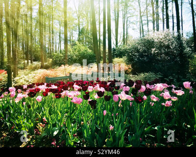 Ein frühling landschaft mit dunklen lila und rosa eingefärbt Tulpen und verschiedene farbige Azalee Blumen in den Hintergrund. Dieses Bild hat eine malerische strukturierte Wirkung Stockfoto