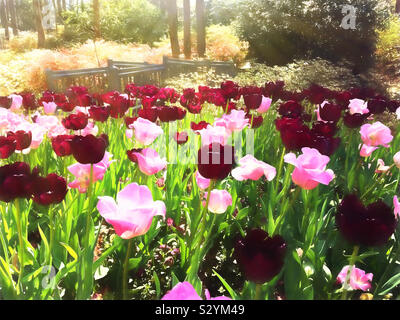 Ein frühling landschaft mit dunklen lila und rosa eingefärbt Tulpen und verschiedene farbige Azalee Blumen in den Hintergrund. Dieses Bild hat eine malerische strukturierte Wirkung. Stockfoto