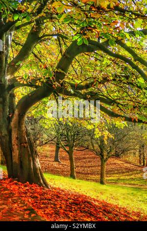 Kastanienbaum im Herbst in einem Wald in der Nähe von Irvine, Ayrshire, Schottland, Großbritannien Stockfoto
