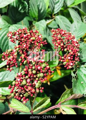 Red Leea kleinen Blüten in ein Bündel entlang der Straße Pflanzen, einheimische Pflanze von Singapur Stockfoto