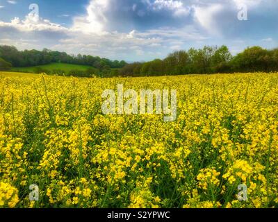 Ein Rapsfeld, Brassica napa in Sussex, England, in voller Blüte an einem sonnigen Frühlingstag. Stockfoto