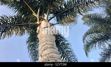Suchen Sie auf der Unterseite einer hohen Palme in Kalifornien an einem wolkenlosen Tag Stockfoto
