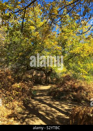 Gelbe Blätter entlang einer Spur in Oak Glen, Kalifornien in San Bernardino County Stockfoto