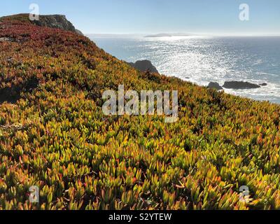 Bunte ice-Werk auf den Klippen an der Bodega Head, Kalifornien wächst. Stockfoto