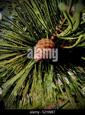 Eis überzogen Pine Cone Stockfoto