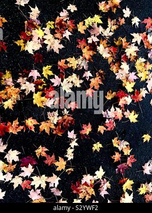 Buntes Herbstlaub gegen schwarze Masse. Stockfoto