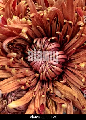 Frische schöne orange braun Chrysantheme Blume in voller Blüte Stockfoto