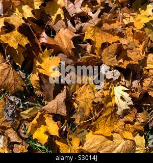 Im Herbst Laub auf dem Boden Stockfoto