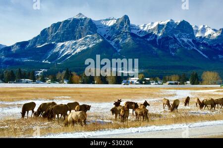 DescriptionThe Elch oder wapiti ist einer der größten Arten innerhalb der Hirsch Familie, Cervidae und eines der größten Landsäugetiere in Nordamerika und in Nordostasien. Stockfoto