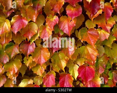 Bunte Parthenocissus tricuspidata oder Boston Ivy Blätter an der Wand. Herbstliches Hintergrundkonzept. Stockfoto