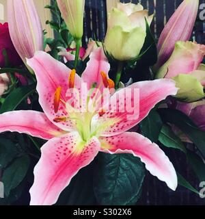 Rosa stargazer Lilie in einem Blumenstrauß Stockfoto